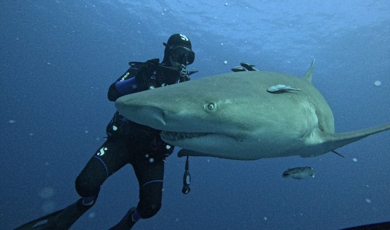 Max Gallinek scuba diving alongside a shark