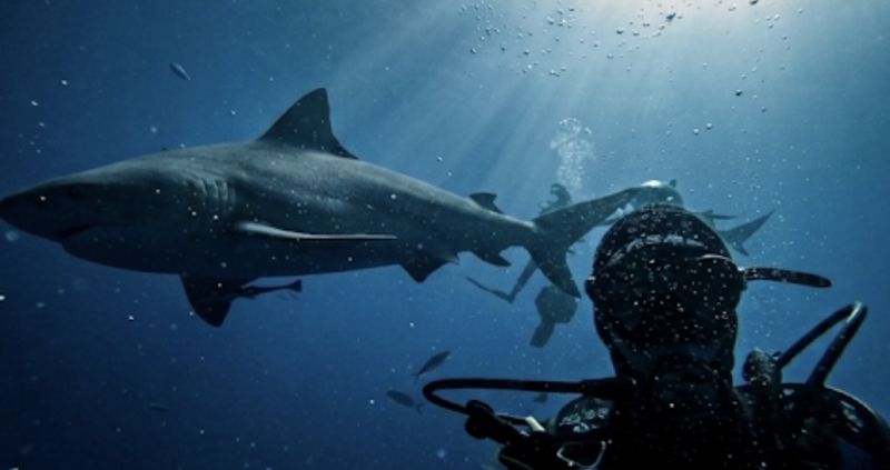 Underwater selfie of Max Gallinek with a shark swimming past in the sunlight